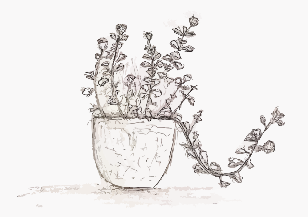 House Plant, graphite on paper