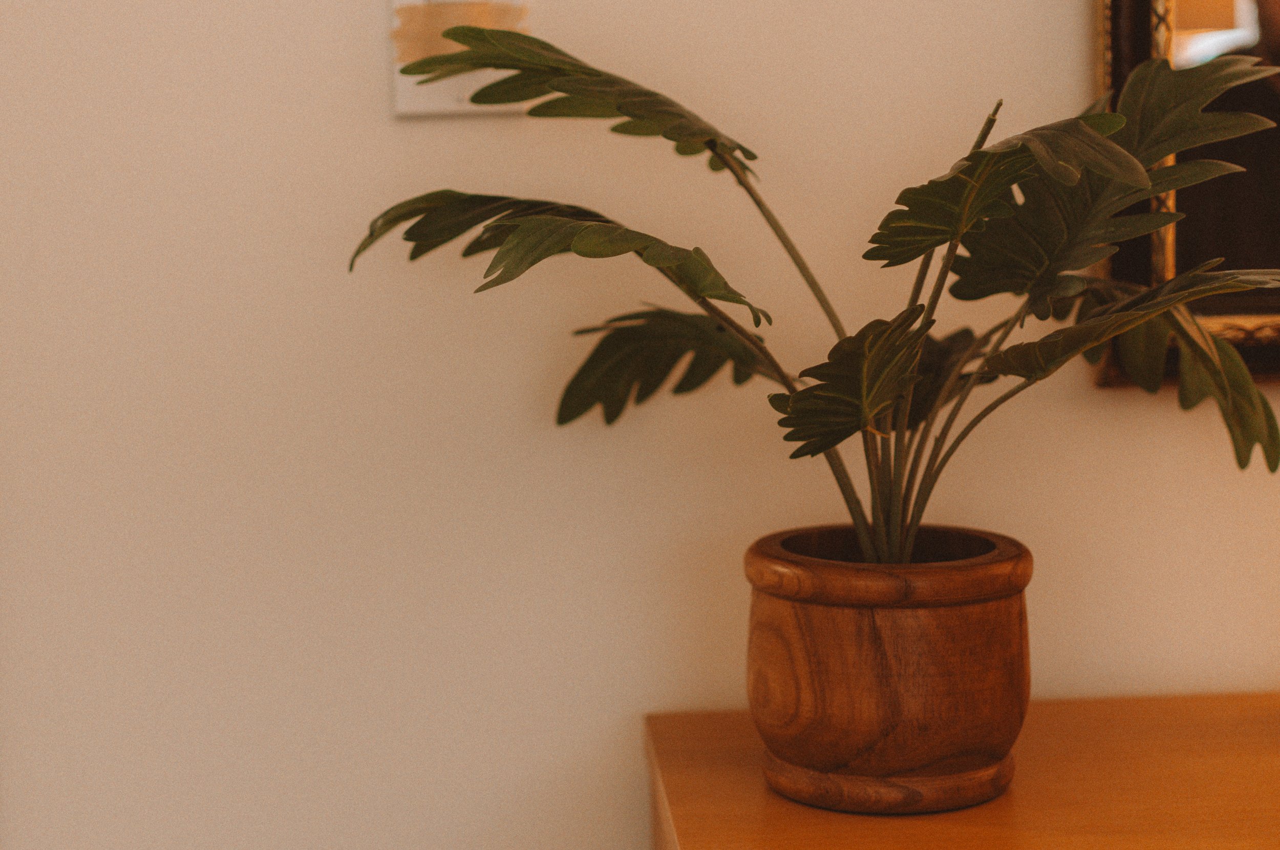 Potted green houseplant with broad leaves on a wooden table against a plain wall.