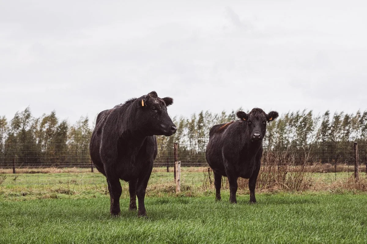 Twee zwarte koeien staan op een groen grasveld met een omheining op de achtergrond onder een bewolkte hemel.