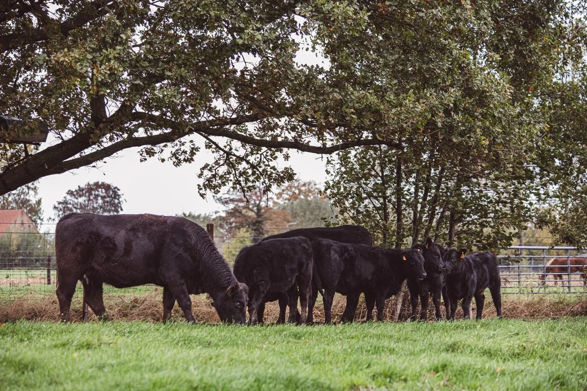 Zes zwarte vee onder een grote boom in een open veld, met een omheining op de achtergrond.