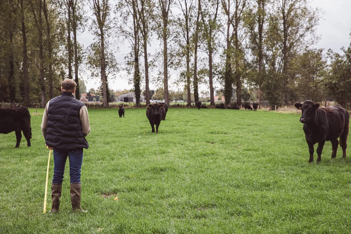 Man staat op een grasveld met koeien, omgeven door bomen.
