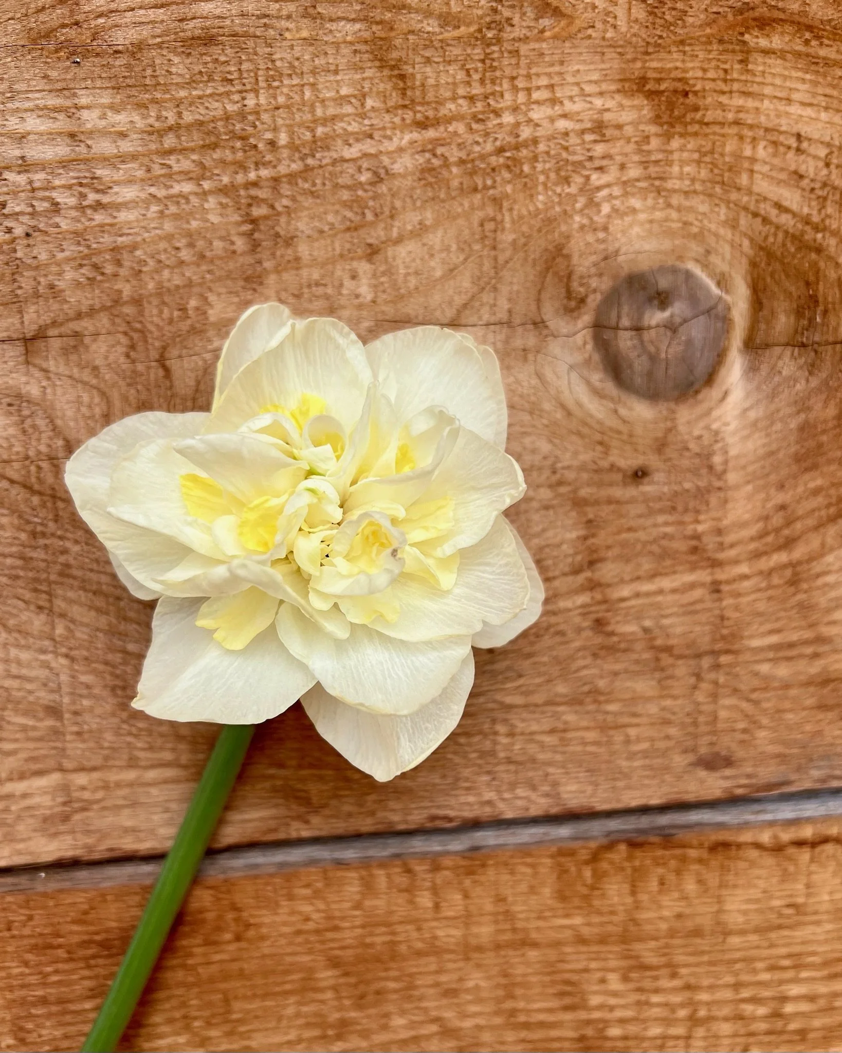 Springfield, MO Event Coordinator