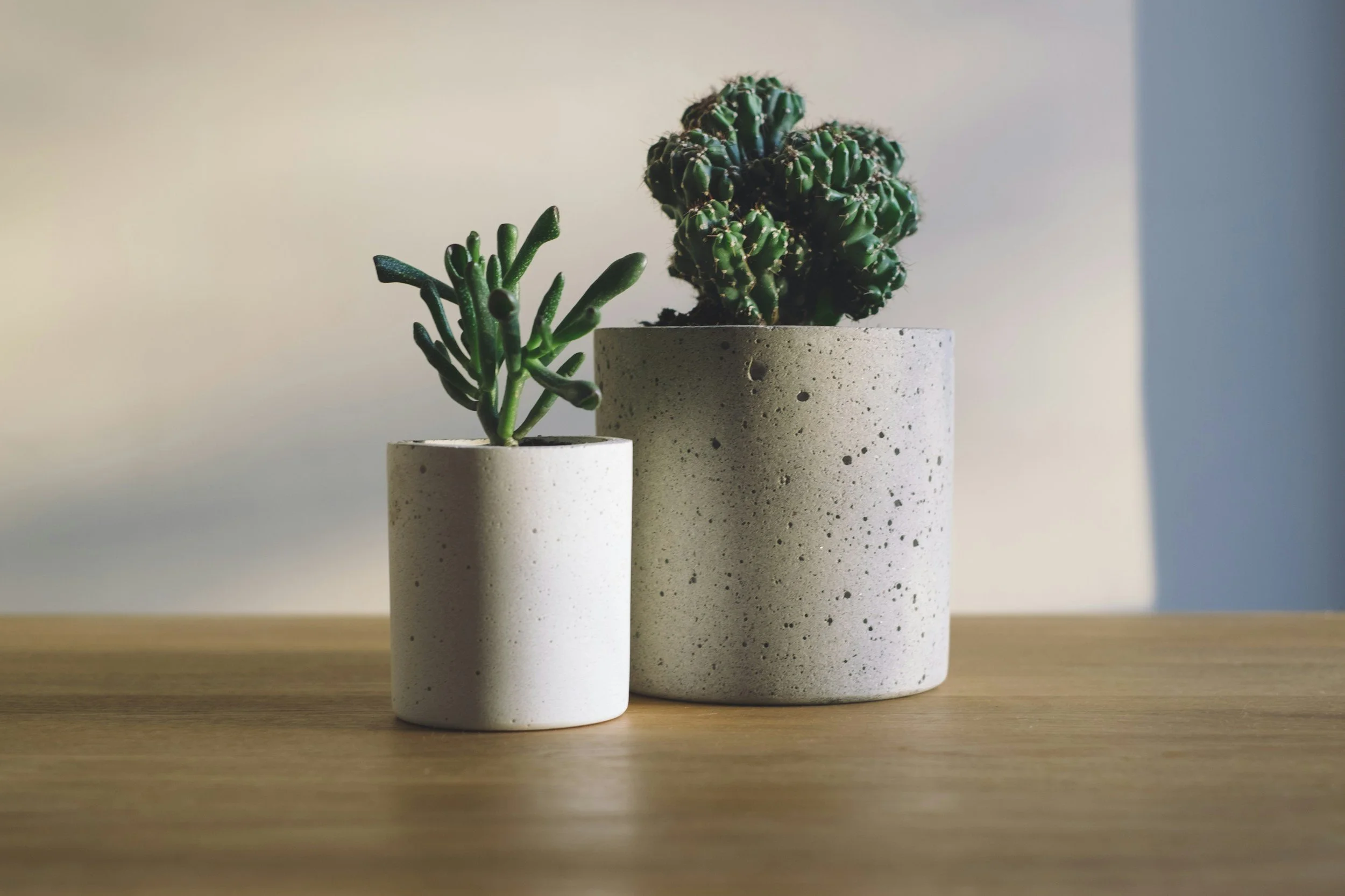 Two potted succulents on a wooden surface, one small white pot with a green succulent and a larger speckled gray pot with a different green succulent.