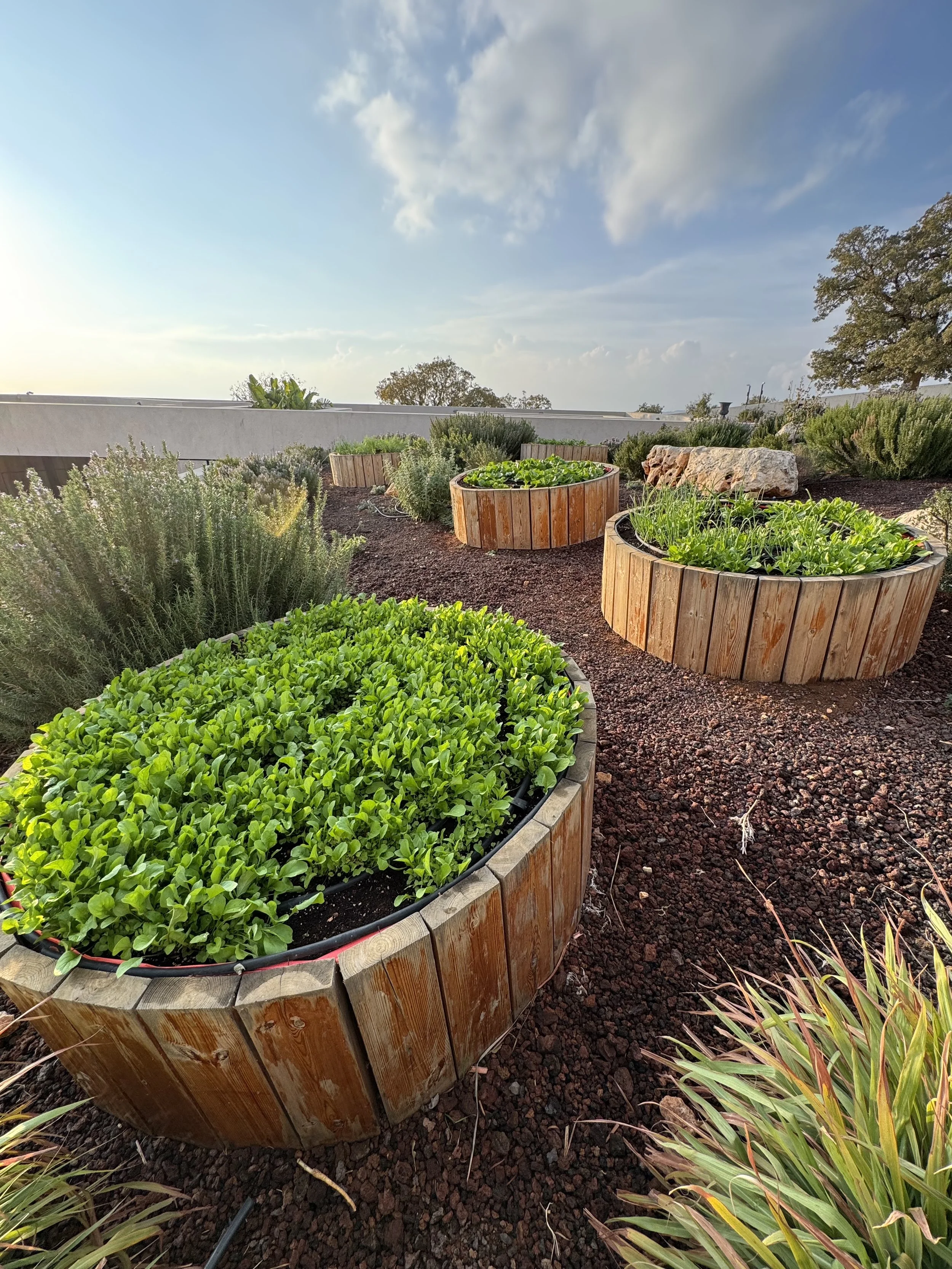 Raised beds planted with arugula and other greens as part of an ecological landscape