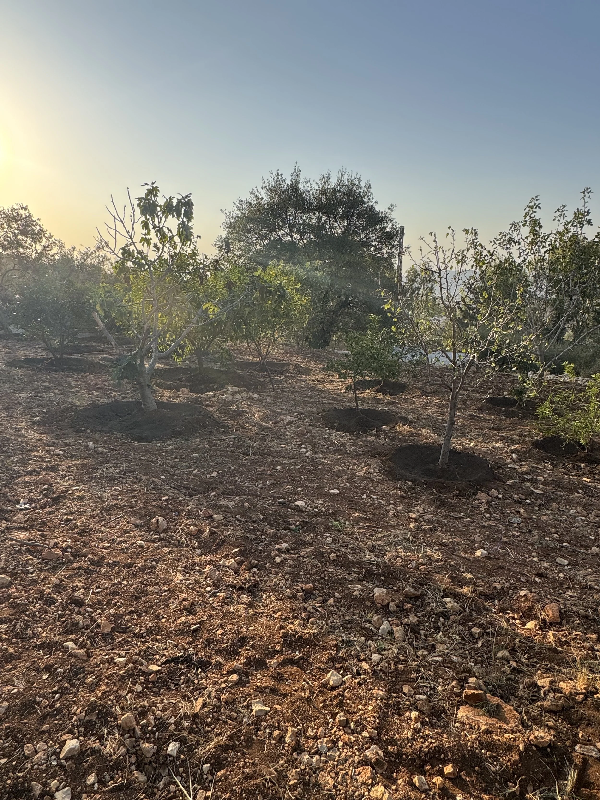 Ecological fruit orchard in Amman with young fig and citrus trees planted in natural rocky soil under soft morning light.