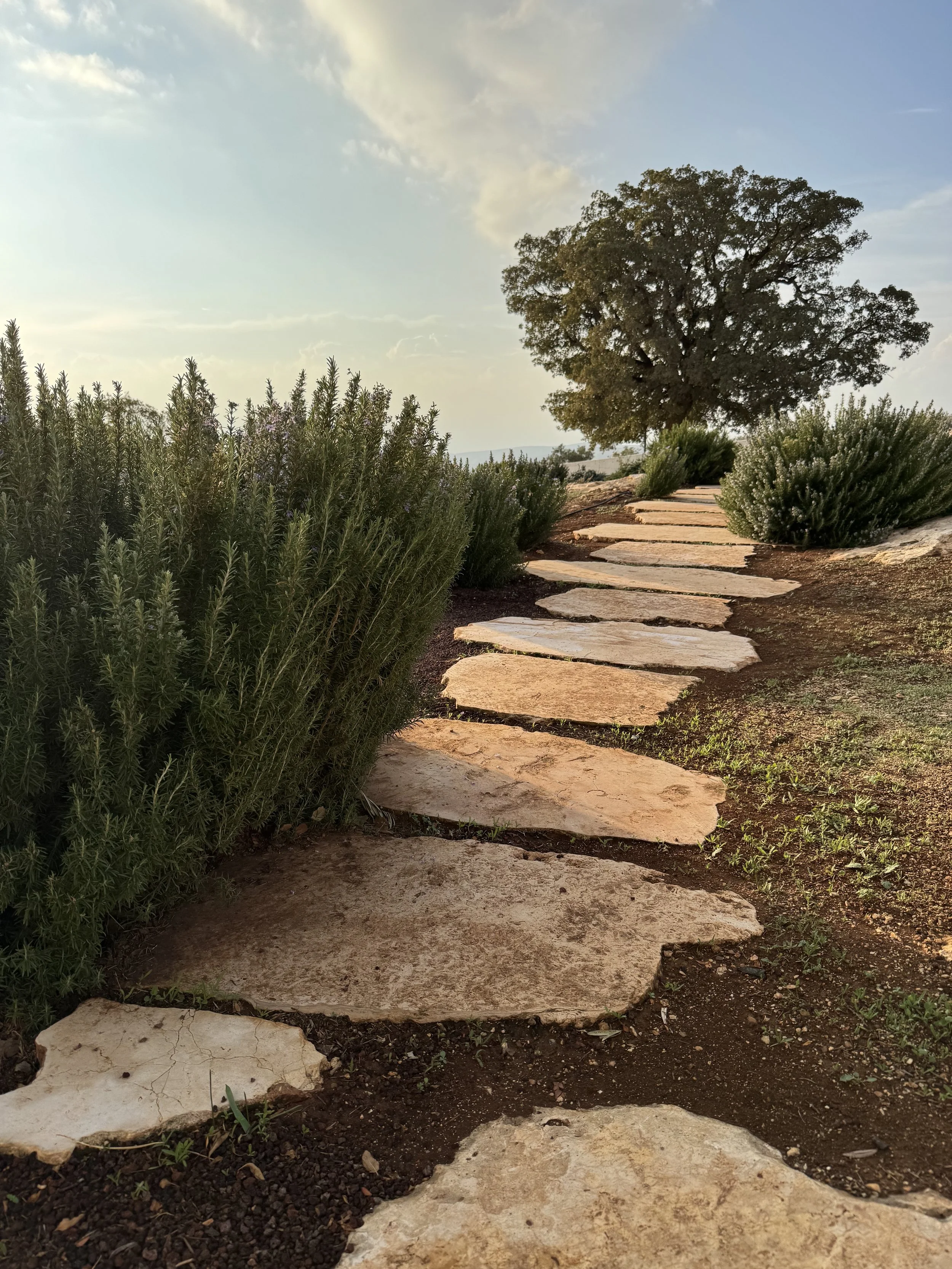 Natural stone pathway surrounded by rosemary and a mature oak tree at the end, showcasing Ardna’s Mediterranean ecological landscaping style.