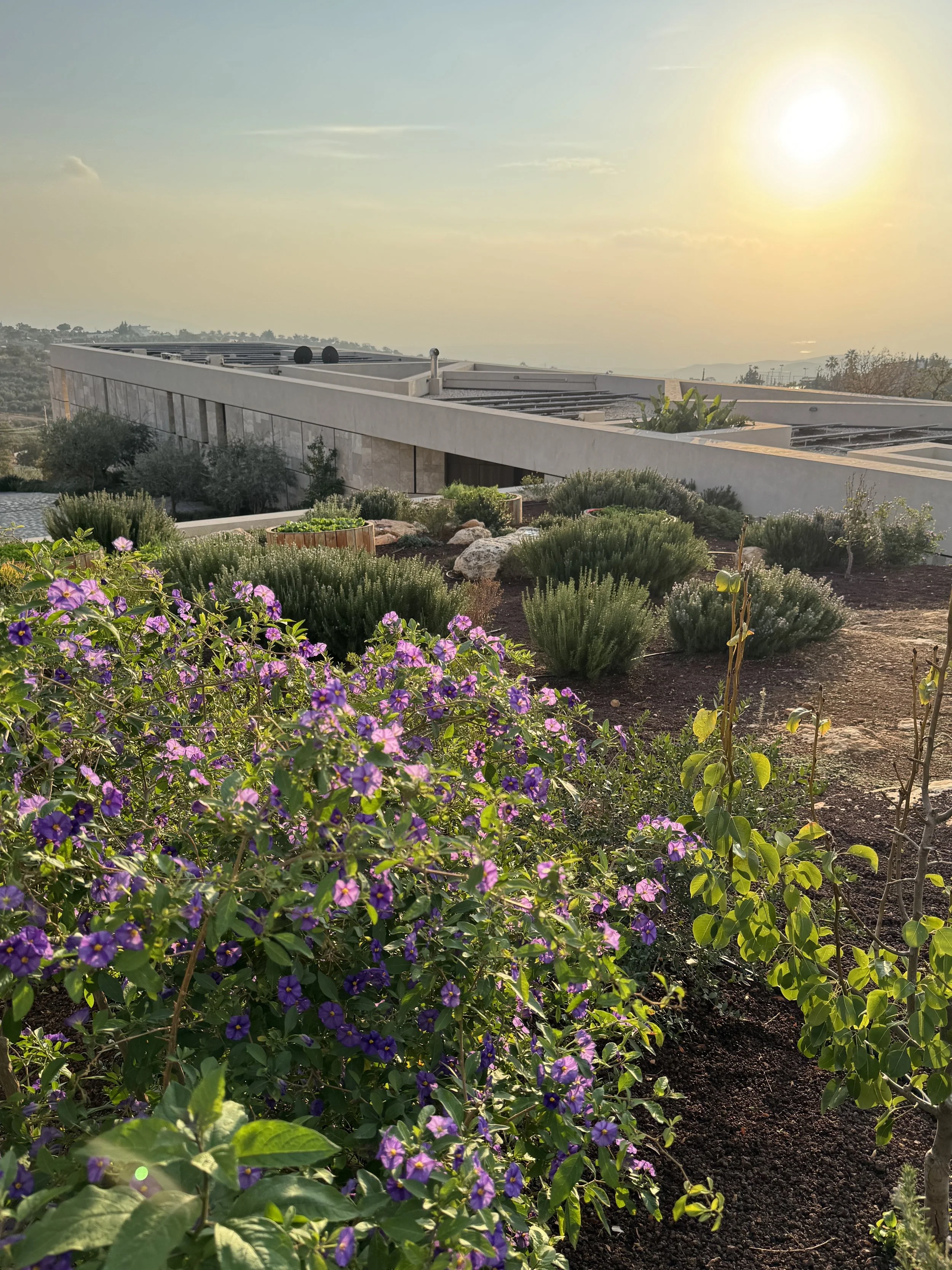 Blooming purple solanum shrubs with rosemary and terraced native plantings overlooking the dead sea from Amman