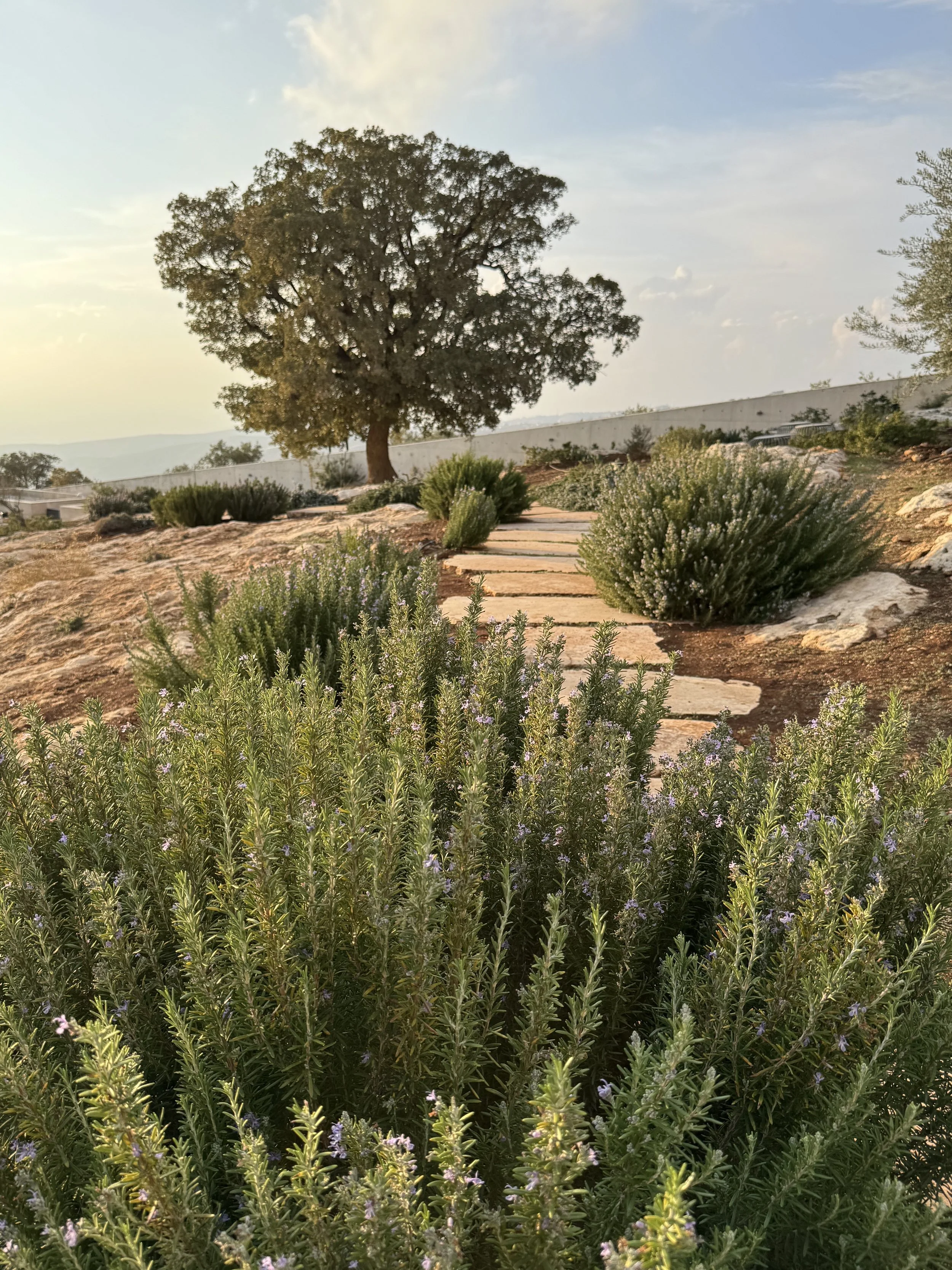 Stone garden pathway leading toward a mature oak tree, framed by rosemary and native shrubs in a Mediterranean hillside landscape.
