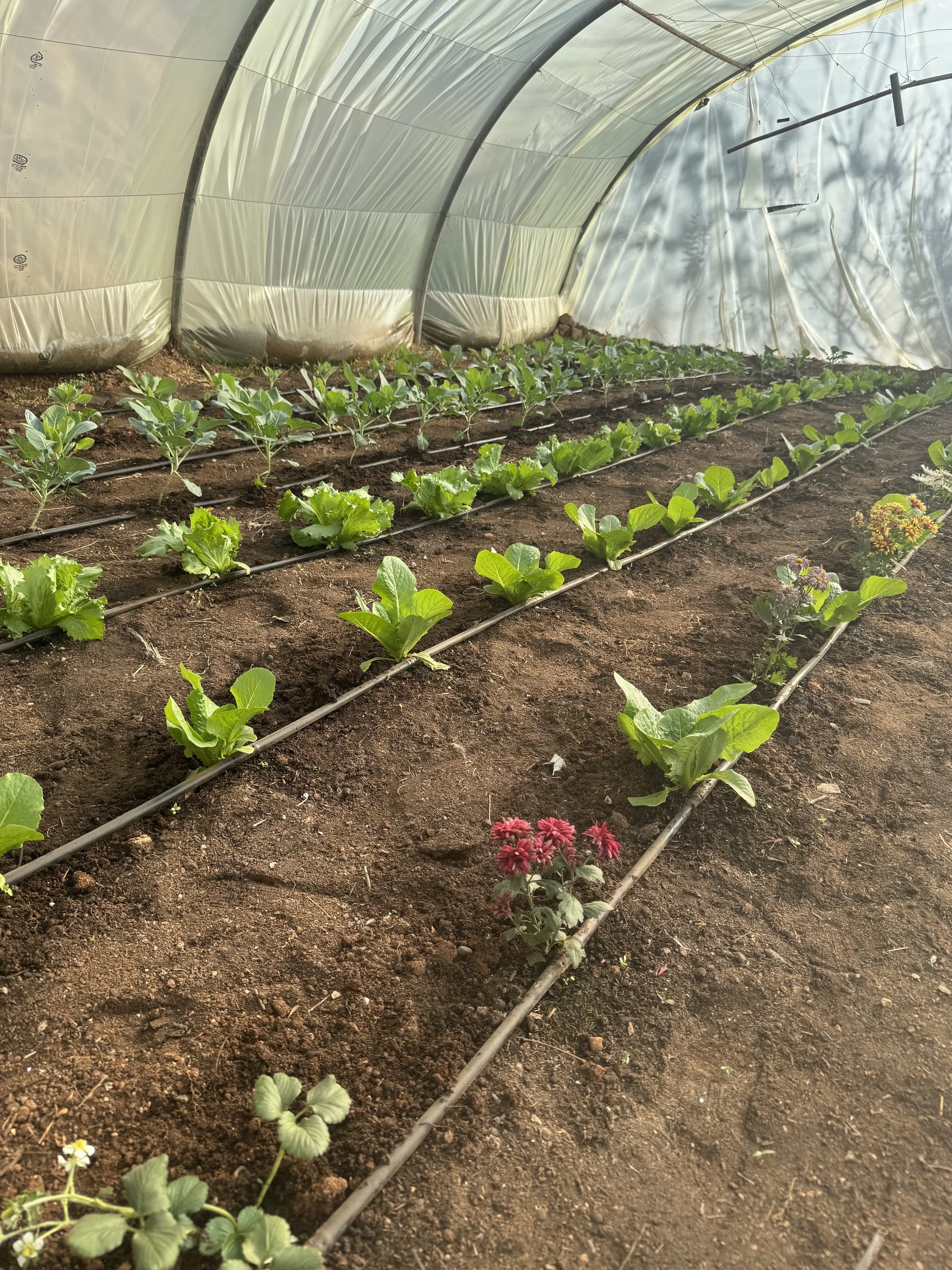 Young lettuce plants growing in rows inside a greenhouse with soil and drip irrigation system.