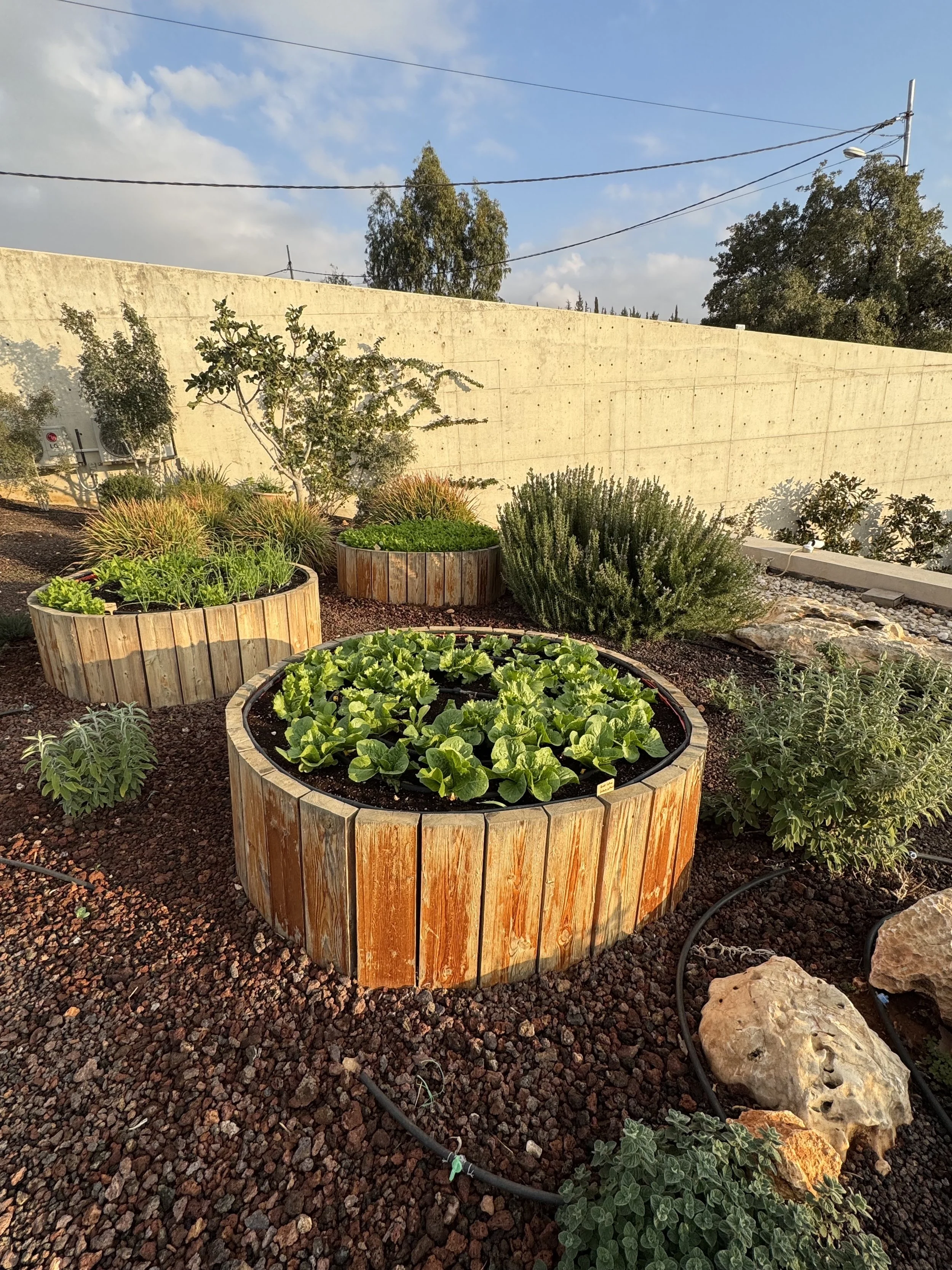 Raised garden beds with various plants, including leafy greens, herbs, and shrubs, in an outdoor garden area with a concrete wall, trees, and utility lines in the background.