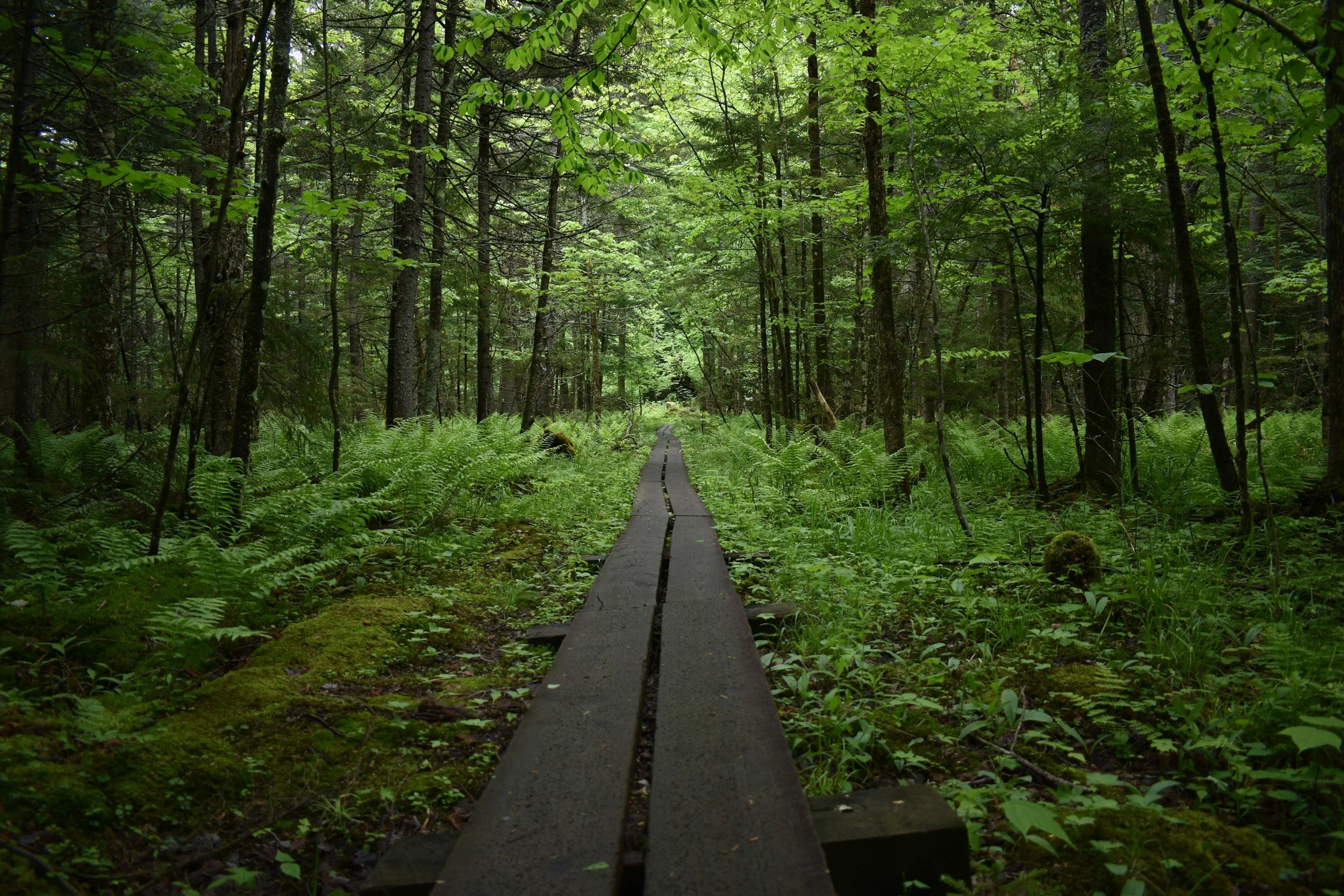 A narrow wooden boardwalk through a lush green forest with dense trees and ferns.