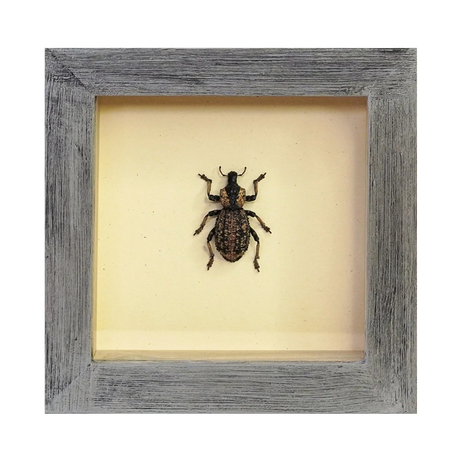 Shadowbox 11.jpg