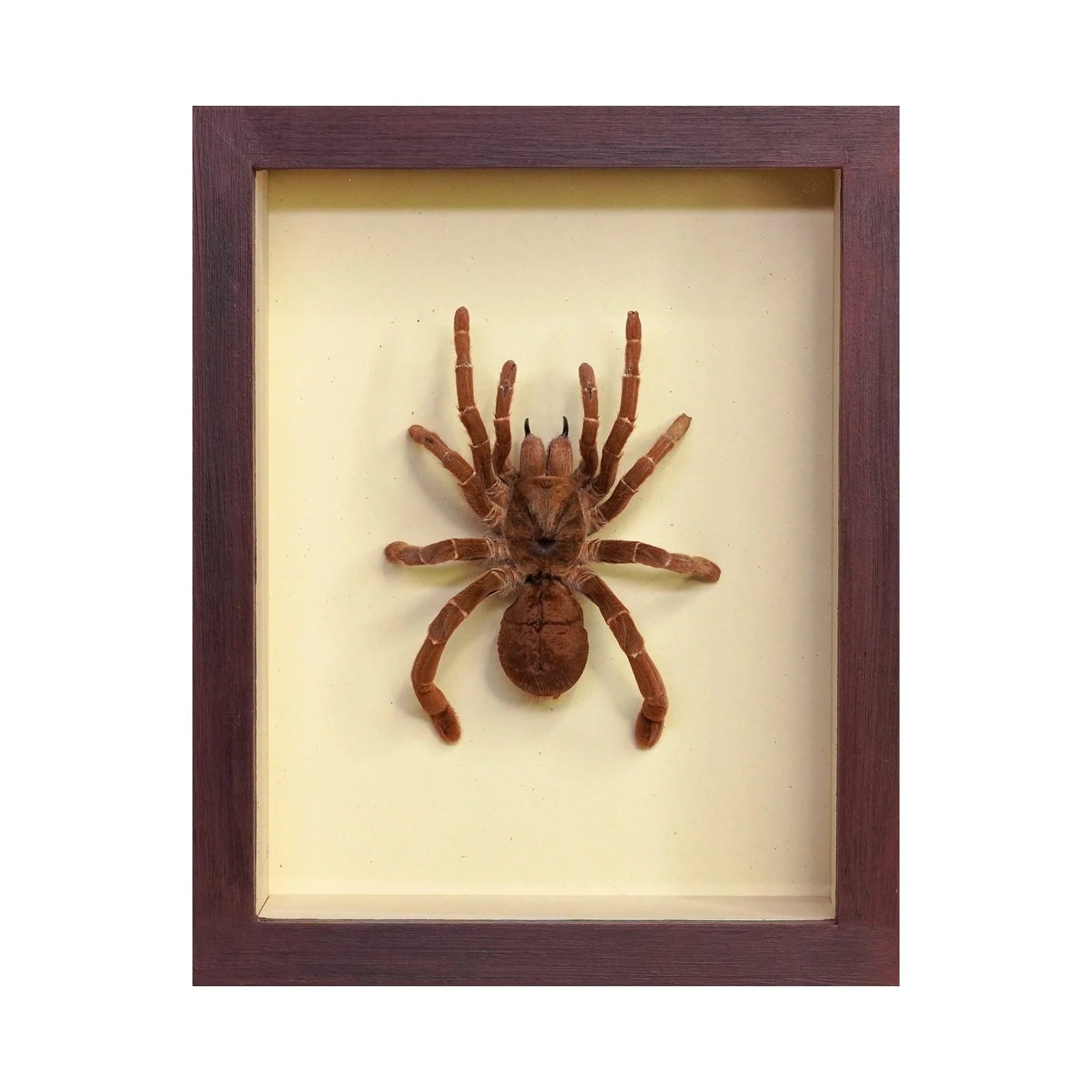 King Baboon Tarantula
