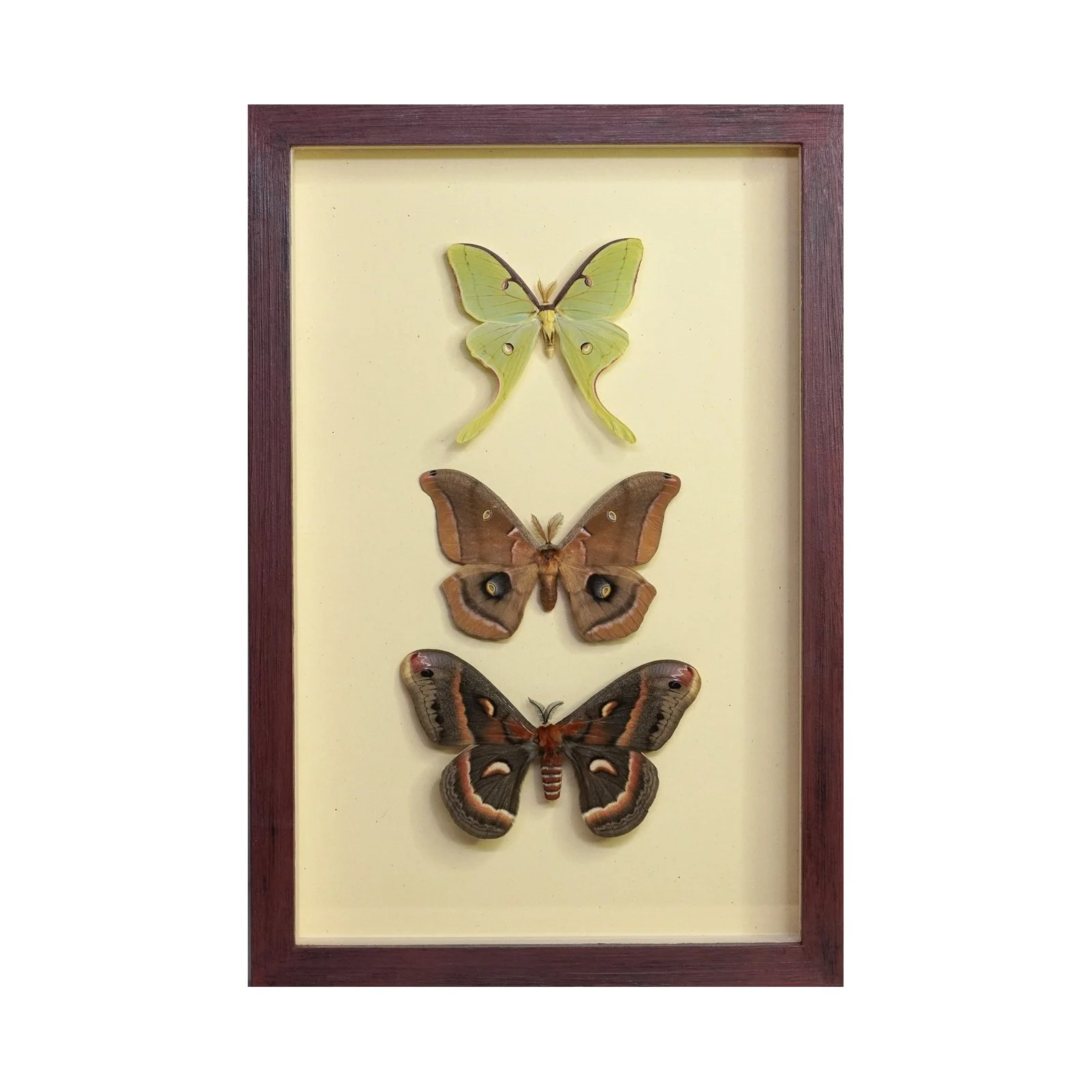 Midwest Moth Trio