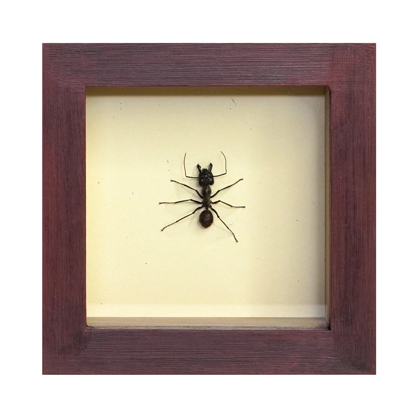 Giant Forest Ant