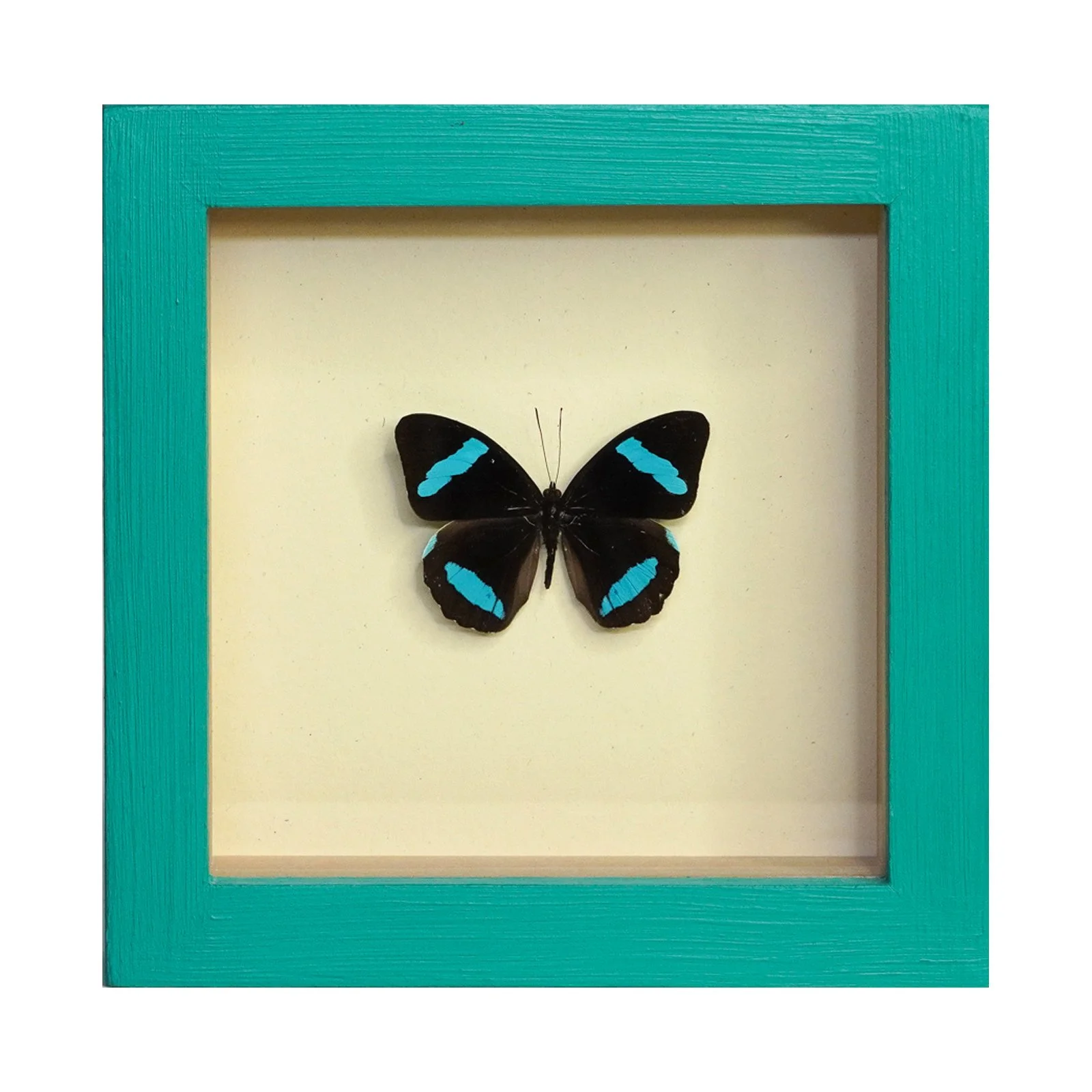 Olivewing