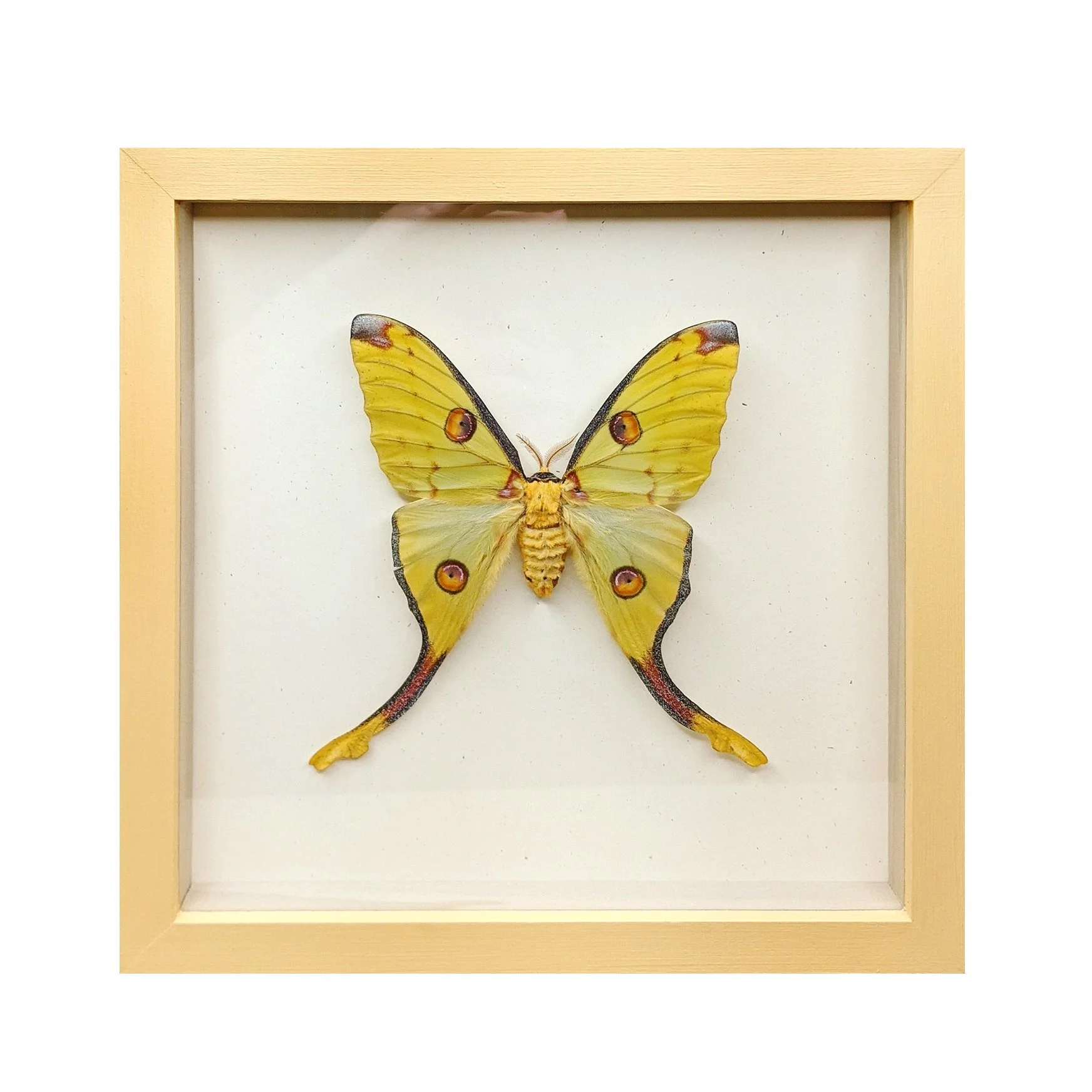 Moon Moth 9.jpg