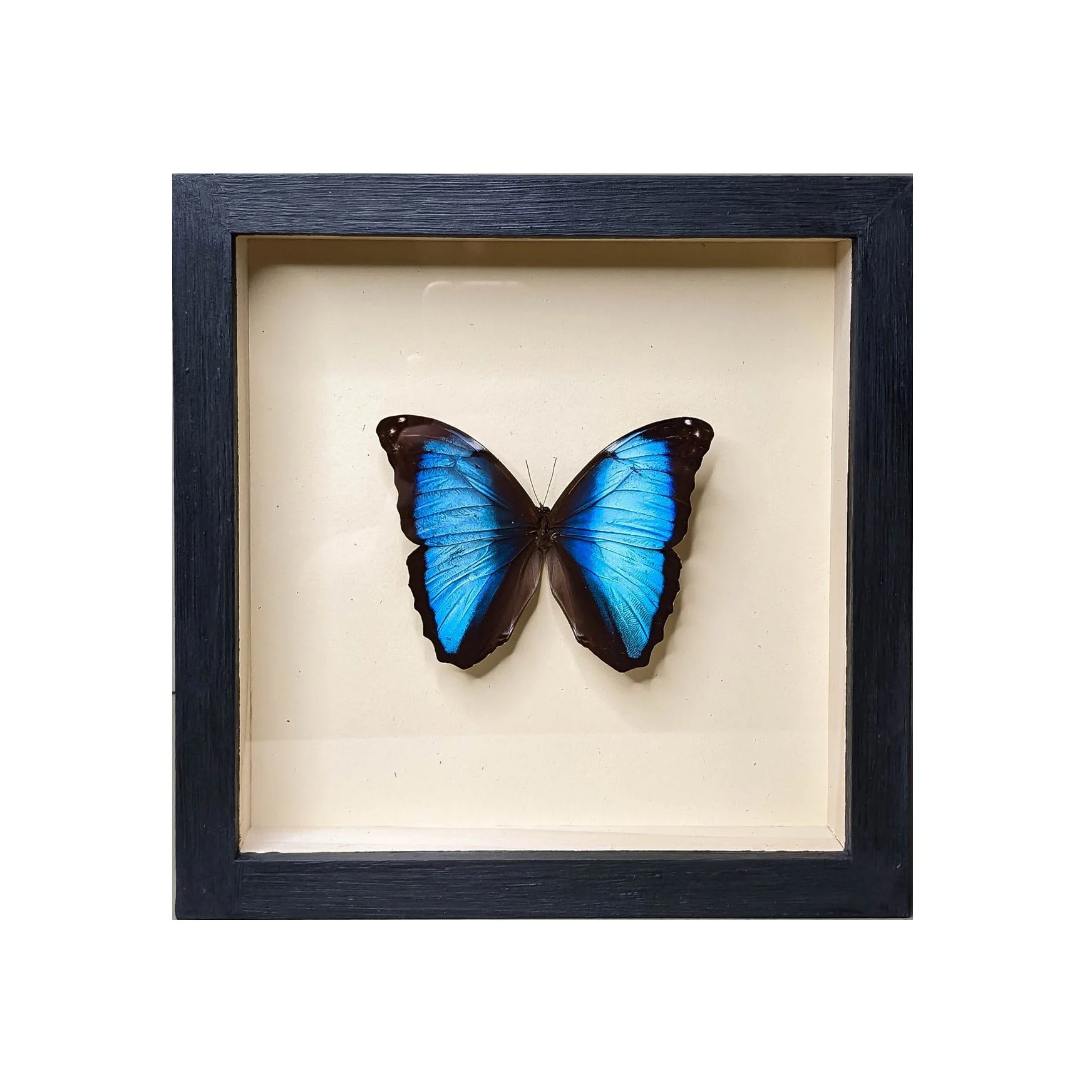 Blue Banded Morpho Frame.jpg
