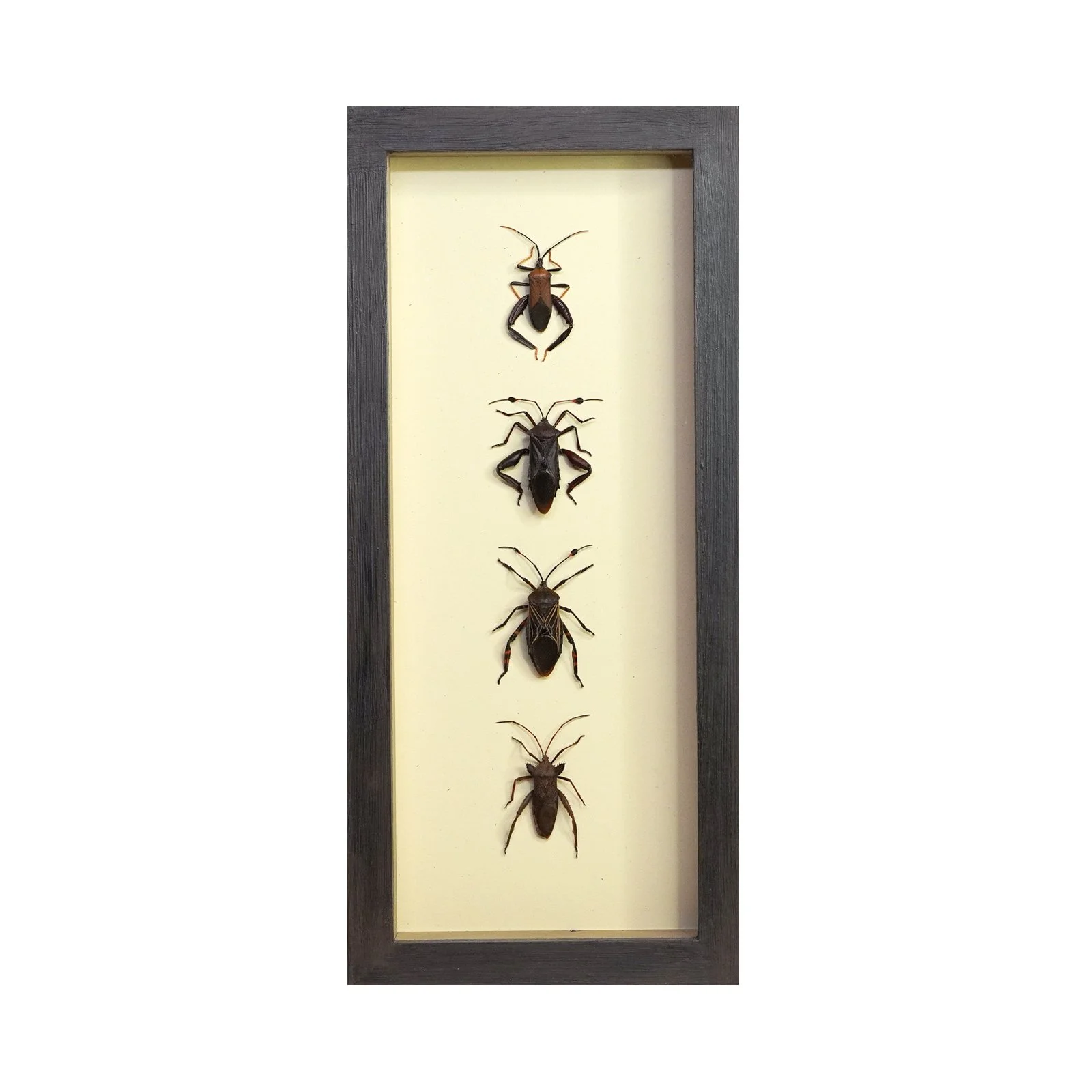 Shadowbox 78.jpg