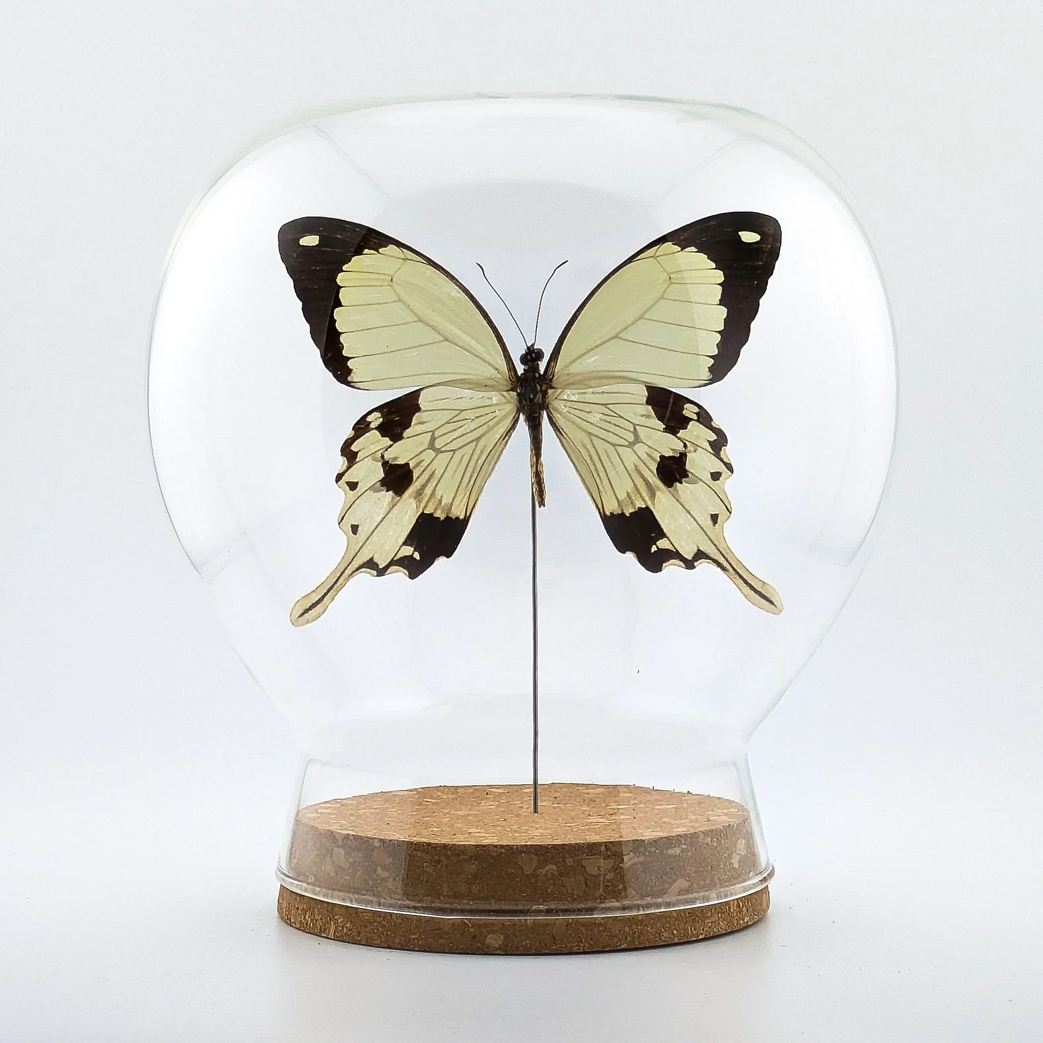 Flying Handkerchief Butterfly