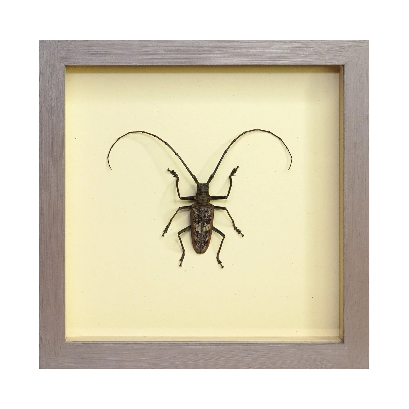 Shadowbox 71.jpg