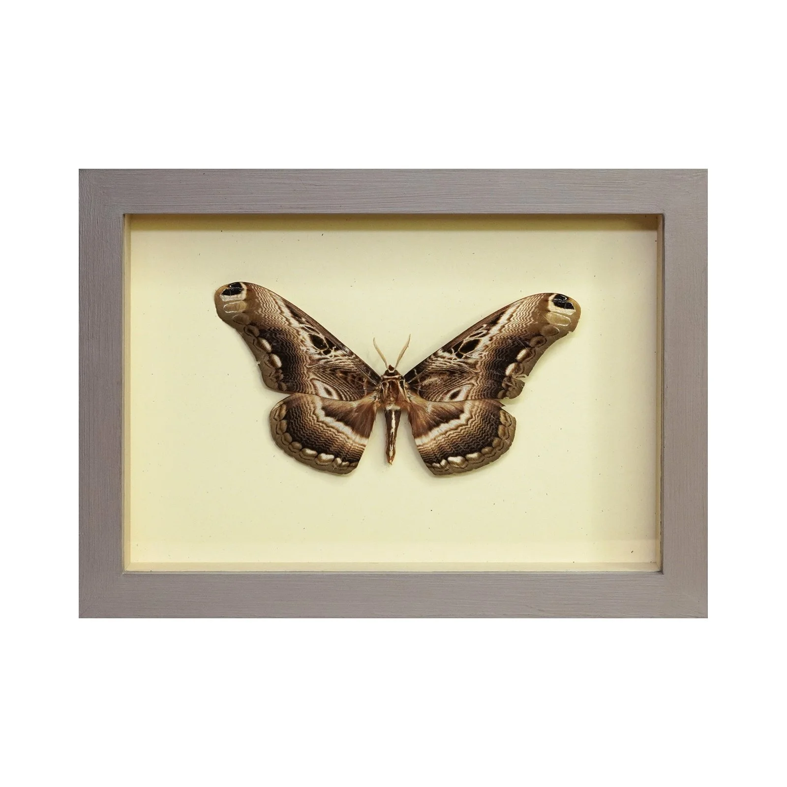 Brahmin Moth