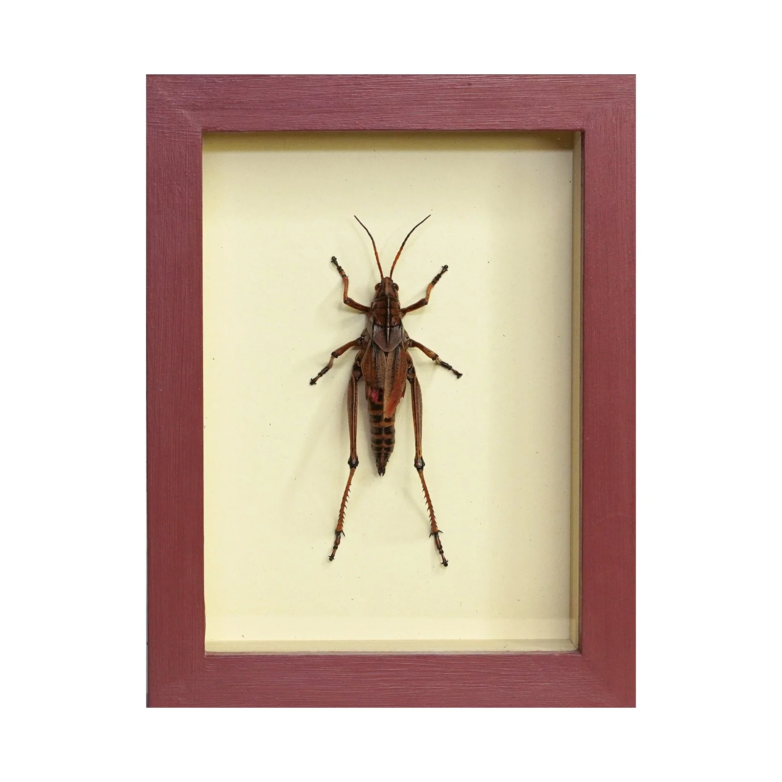 Shadowbox 50.jpg
