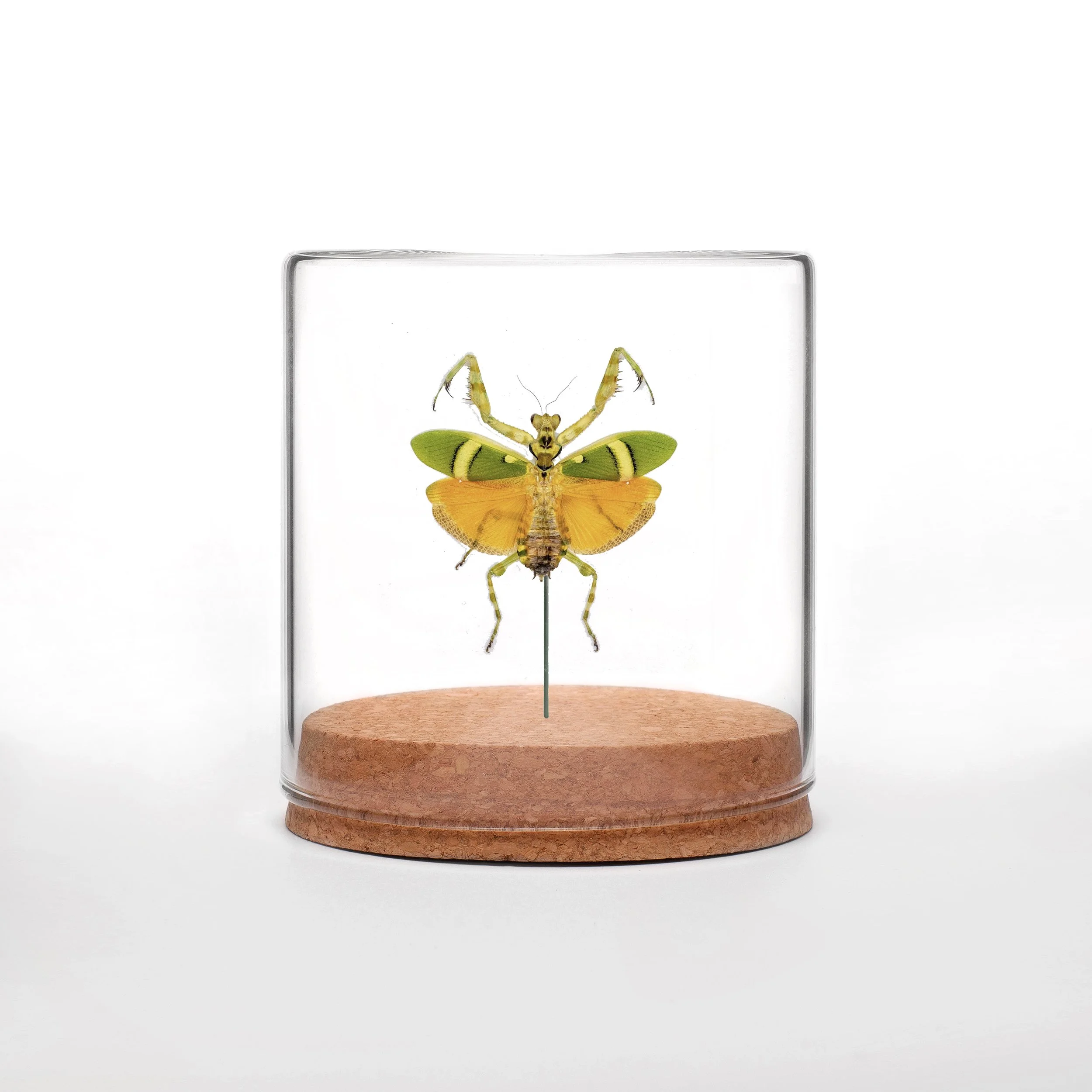 Flower Mantis Short Globe.jpg