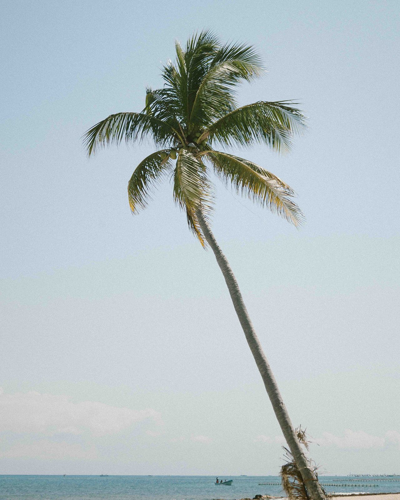 single palm tree overlooking ocean