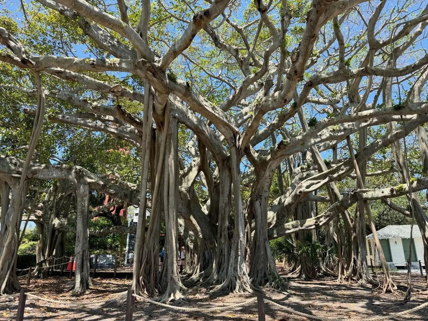 This Banyan tree near my home in South Florida has supportive roots that grow from every angle of the tree. I couldn&rsquo;t help but think about my own life and wonder where I am supported in every aspect of my life. Healing and growing with scolios