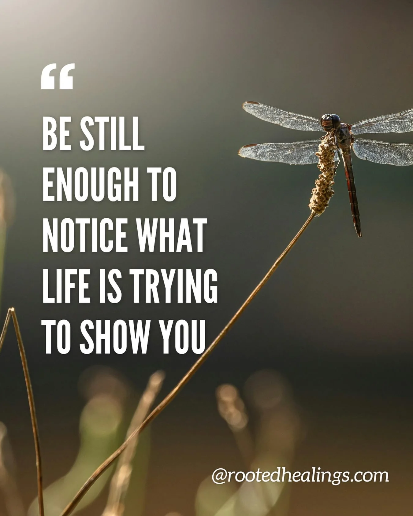 The Universe is sending us messages all the time and life itself is a Family Constellation if we choose to see it that way.  Do we miss the bird that keeps coming to our window one day for a strange reason?  Yesterday I was frustrated and impatient a