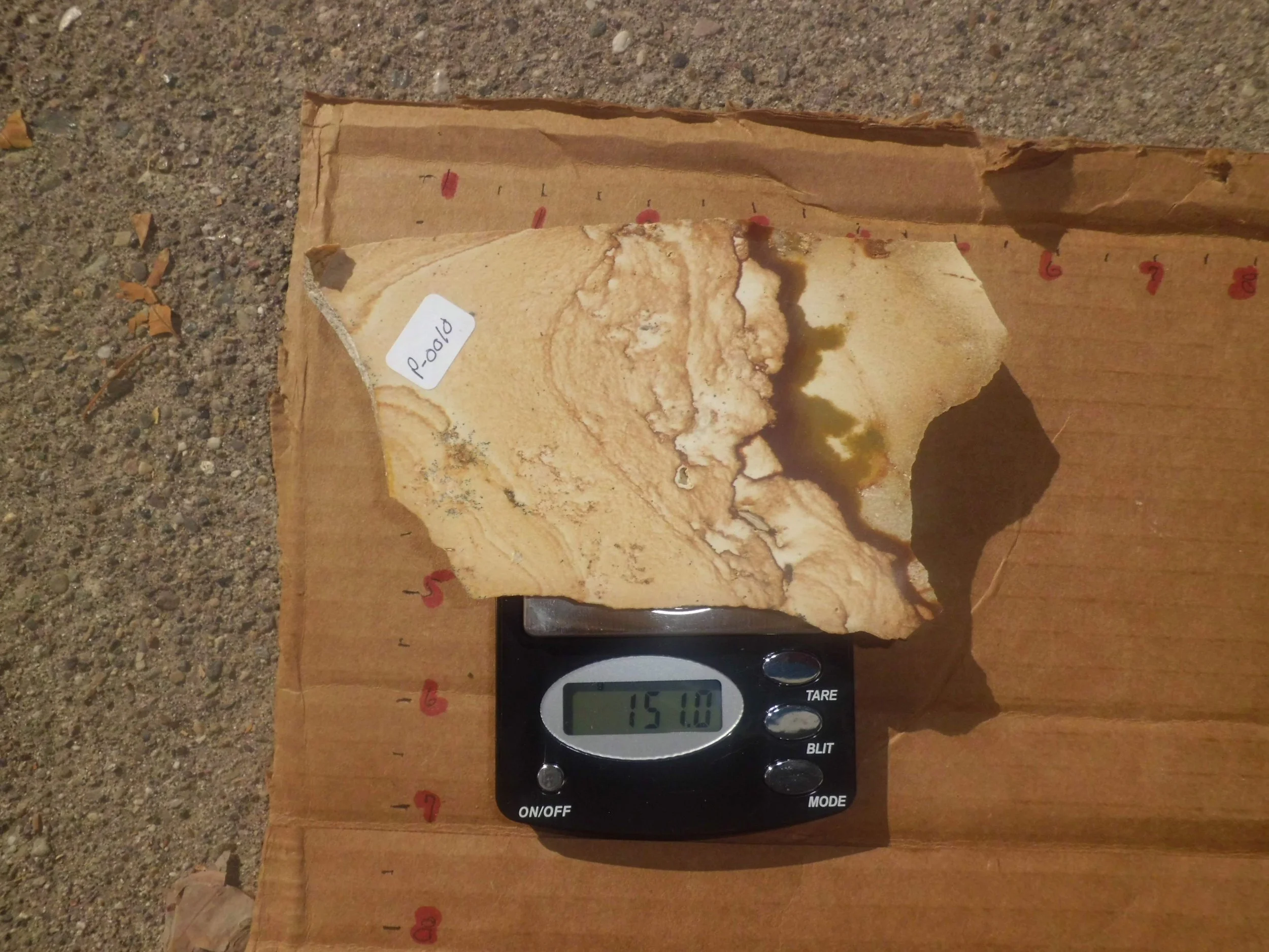 Picture Jasper