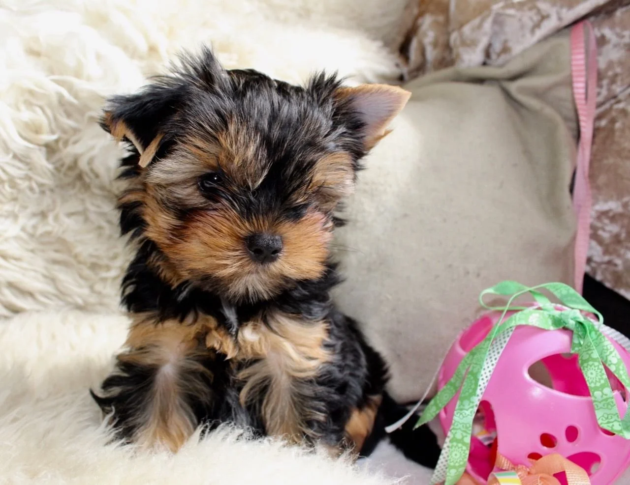 A small puppy with black and brown fur sitting on a fluffy white surface next to a pink toy with green ribbon decorations.