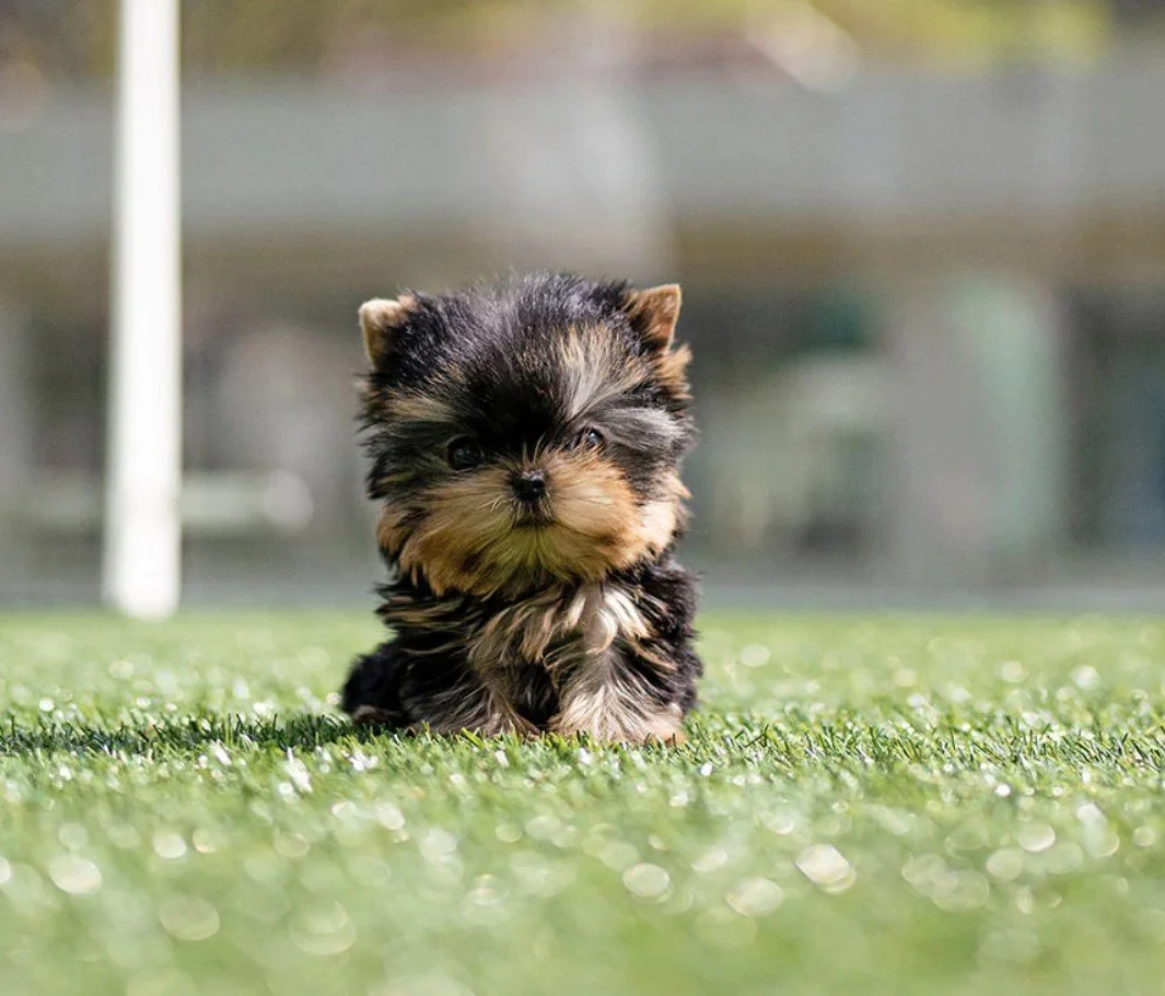 A small, fluffy puppy with black, brown, and white fur sitting on grass.