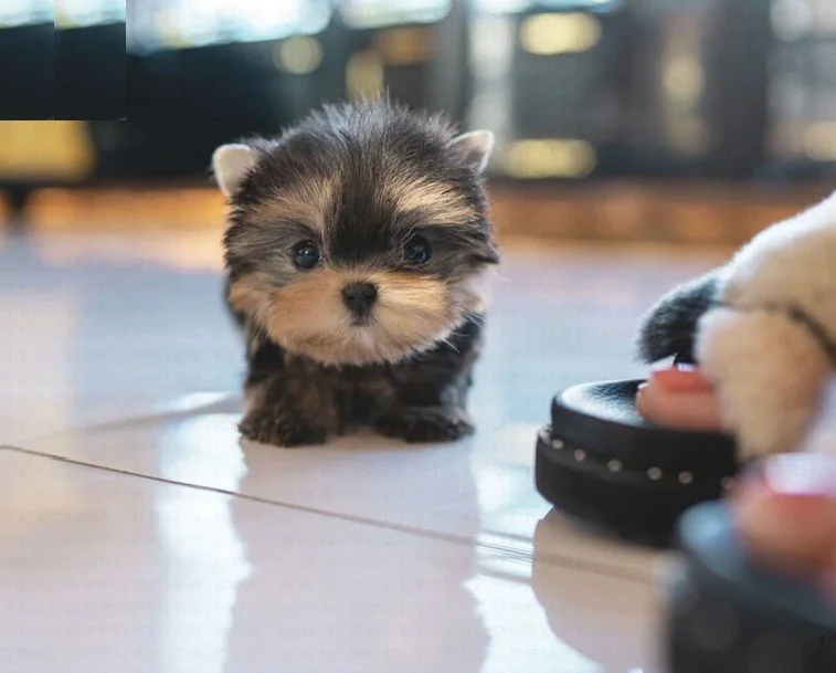 Cute, small puppy with black and tan fur looking at the camera on a shiny floor, with a person's hand near a shoe in the foreground.