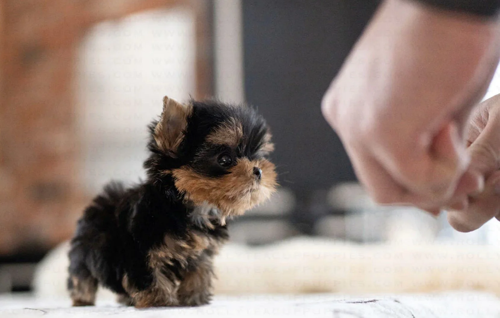 A tiny, black and brown puppy standing indoors on a white surface, looking at a person's hand.