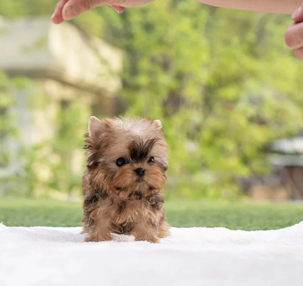 A tiny, adorable puppy standing on a white surface outdoors with a background of green trees and blurred nature. The puppy is fluffy with dark eyes and a small nose.