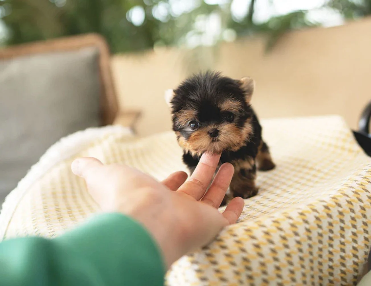 A small black and tan puppy with a fluffy coat and big eyes is being touched on the nose by a person's finger. The puppy is on a yellow and white checkered blanket, with an outdoor setting in the background.