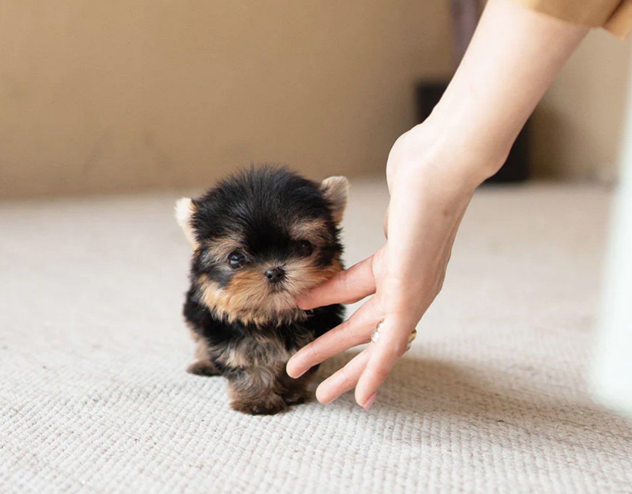 Small black and brown puppy with fluffy fur being gently held by a person's hand
