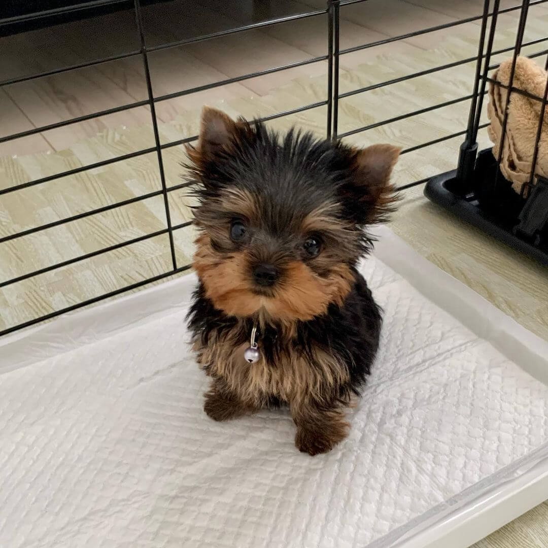 Cute tiny puppy with black and brown fur sitting inside a pet crate on a white absorbent pad, looking at the camera.