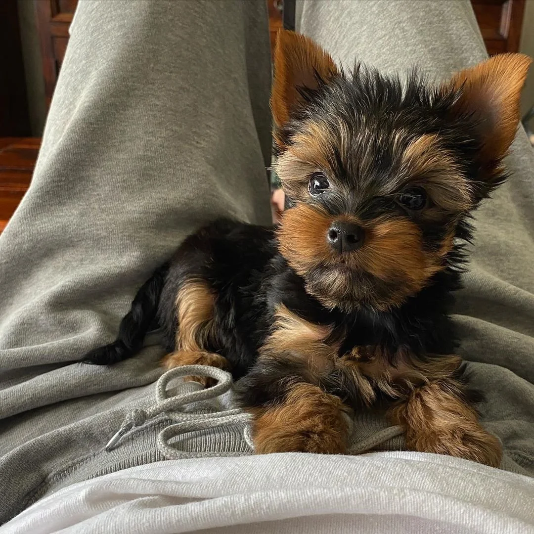 A small Yorkshire Terrier puppy with black and tan fur sitting on a person's lap, looking up with big, shiny eyes.