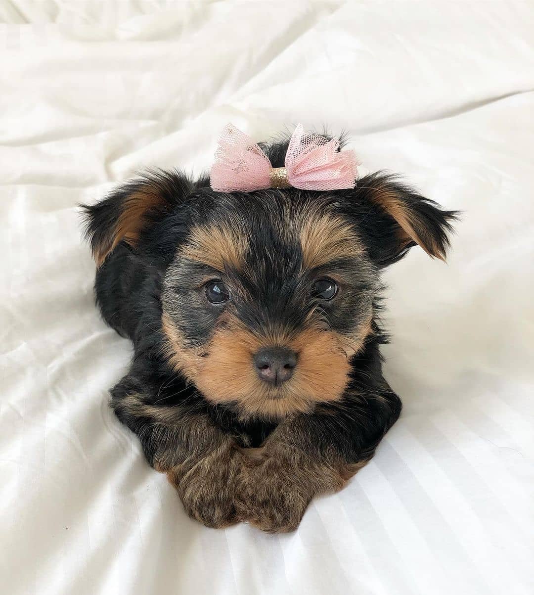 A adorable tiny puppy lying on a white fabric, wearing a pink bow on its head.