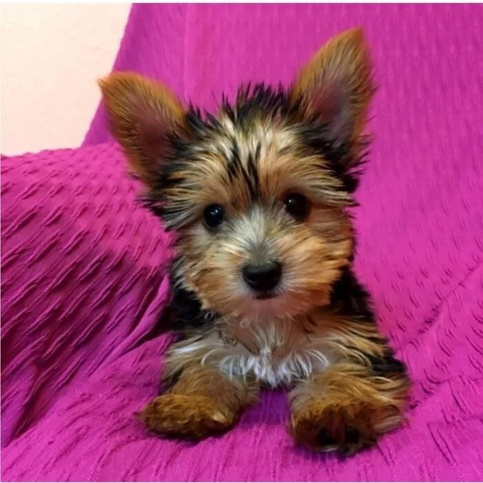 A cute, small puppy with black, brown, and white fur lying on a pink textured blanket
