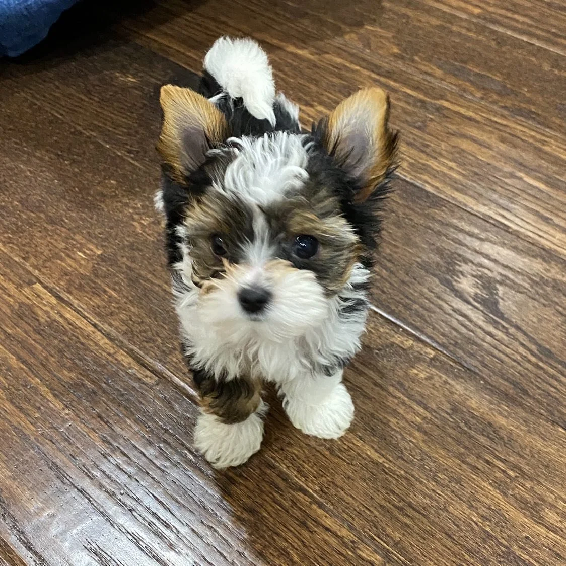 A small, fluffy puppy with a black, white, and brown coat standing on a wooden floor and looking up.