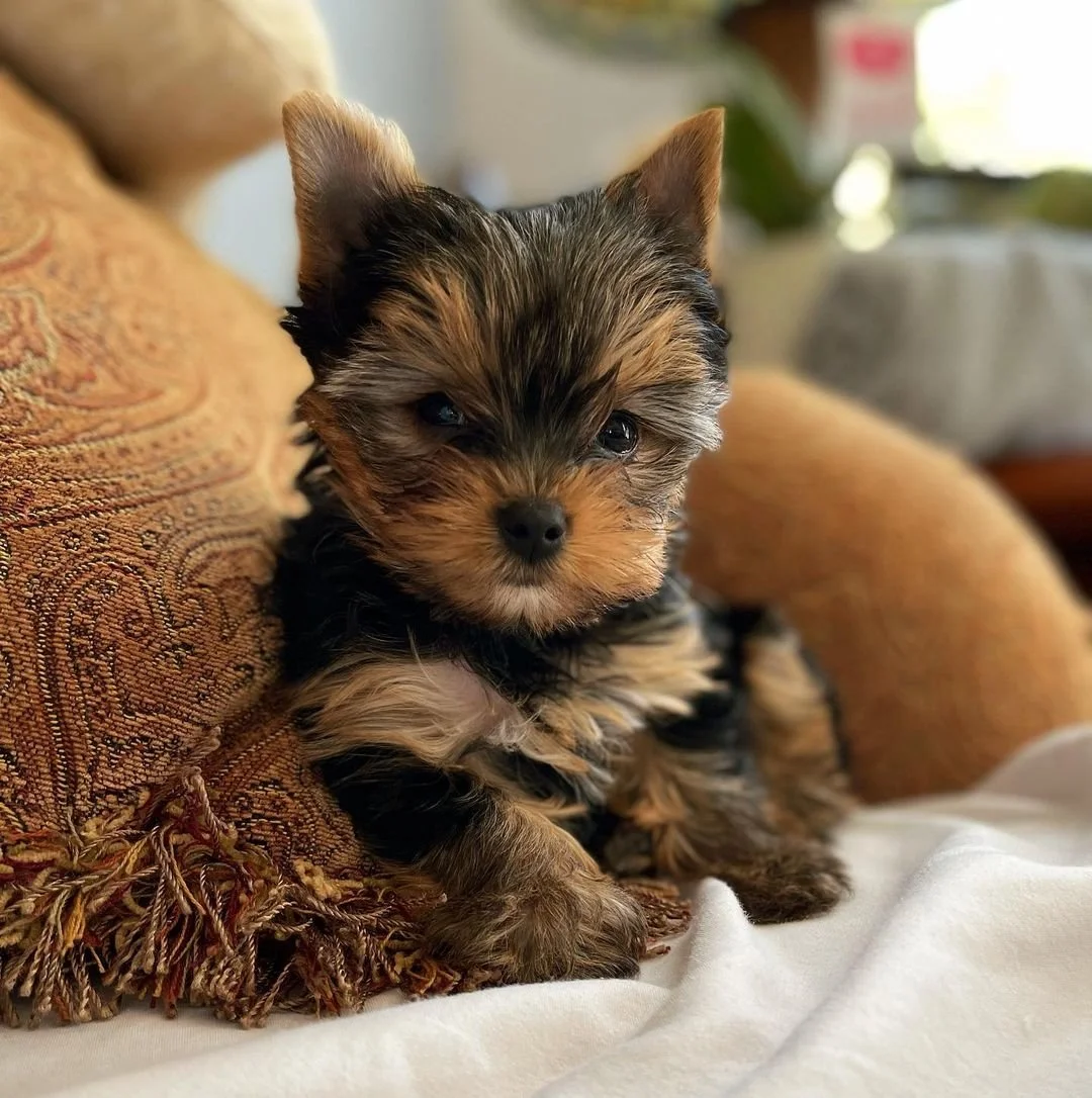 A cute small puppy with black, brown, and tan fur sitting on a white blanket next to a patterned cushion.