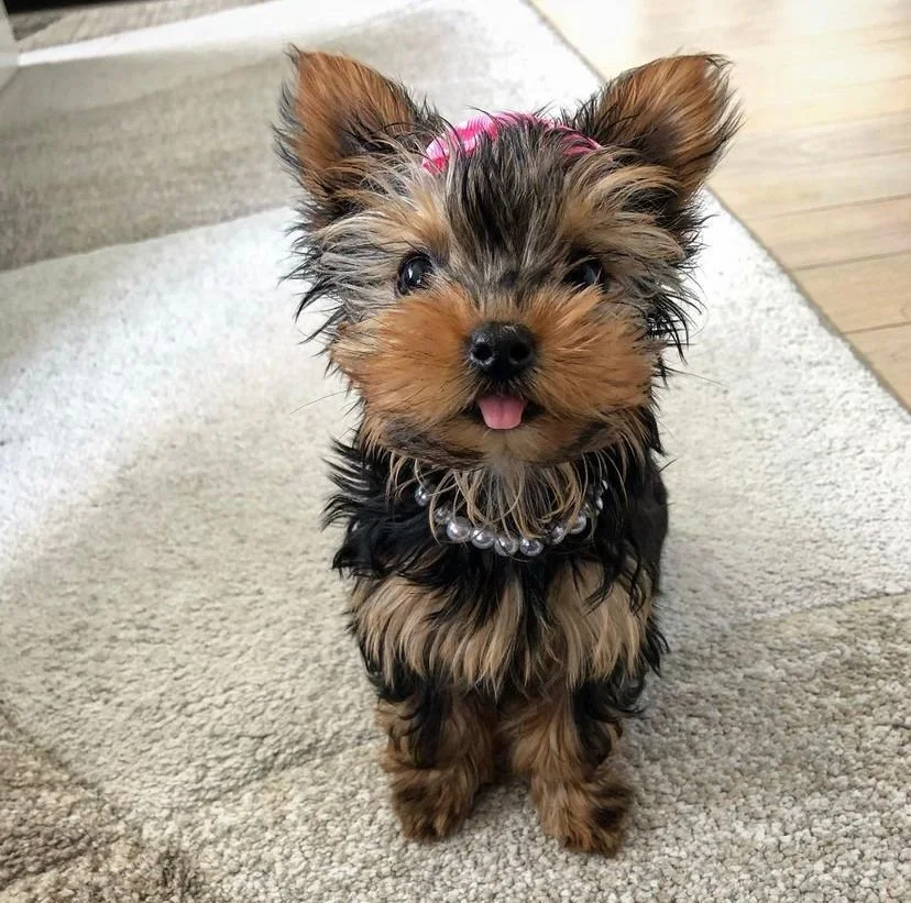 A small, wet Yorkshire Terrier puppy with a pink bow on its head, wearing a pearl necklace, sitting on a carpet.