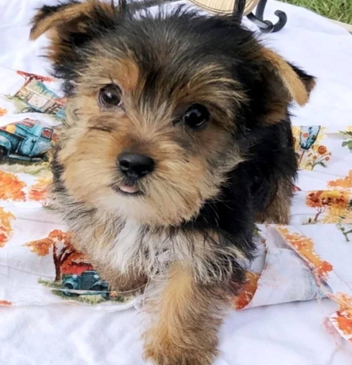 Cute puppy with black and tan fur, sitting on a blanket outdoors.