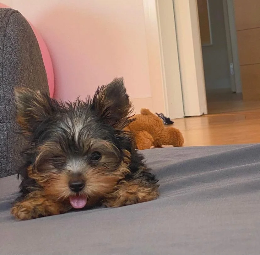 A cute small puppy lying on a grey surface with its tongue out. In the background, there is a brown plush toy and part of a pink wall.