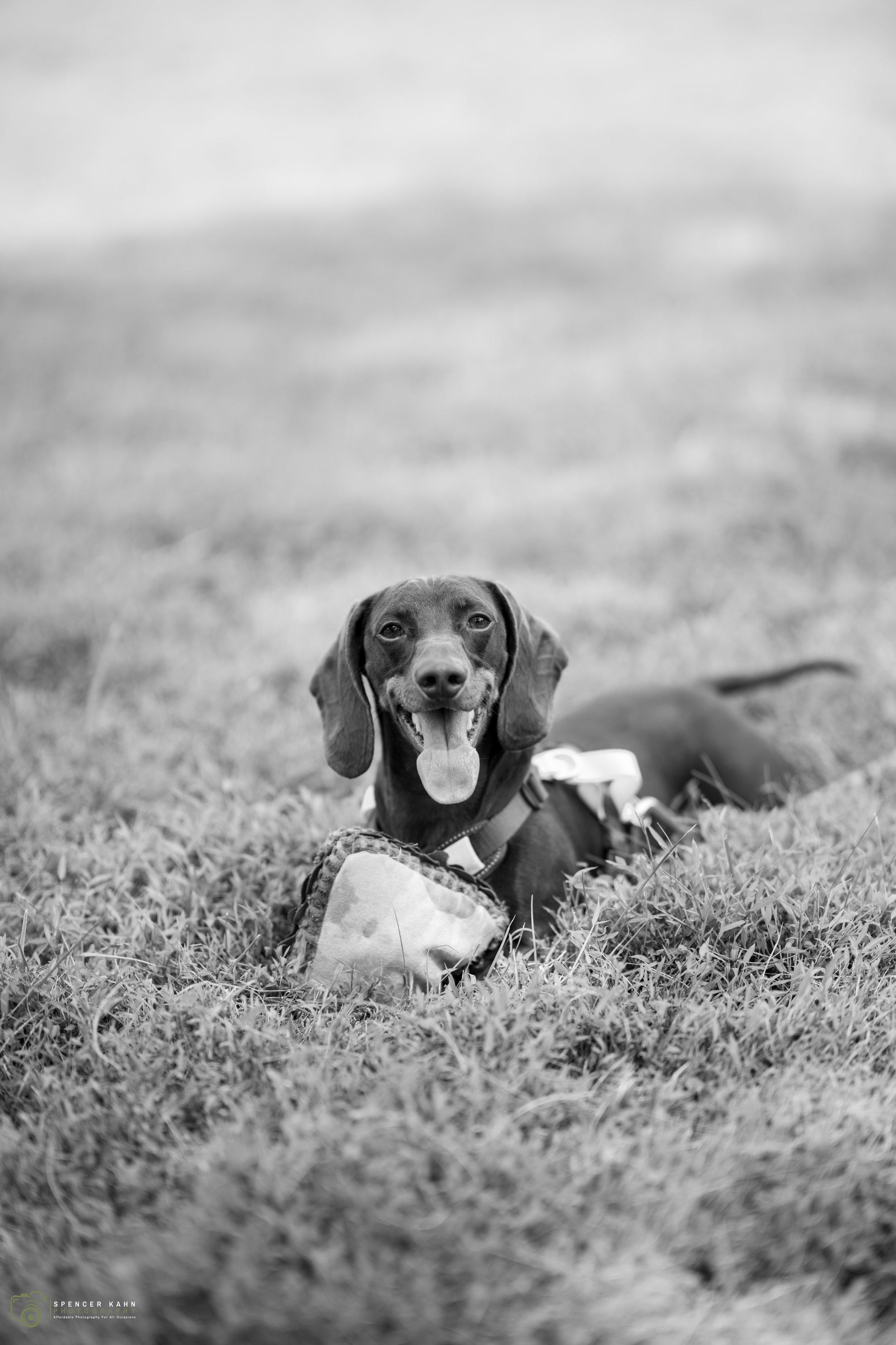 Tony-Carshow (19 of 25).jpg