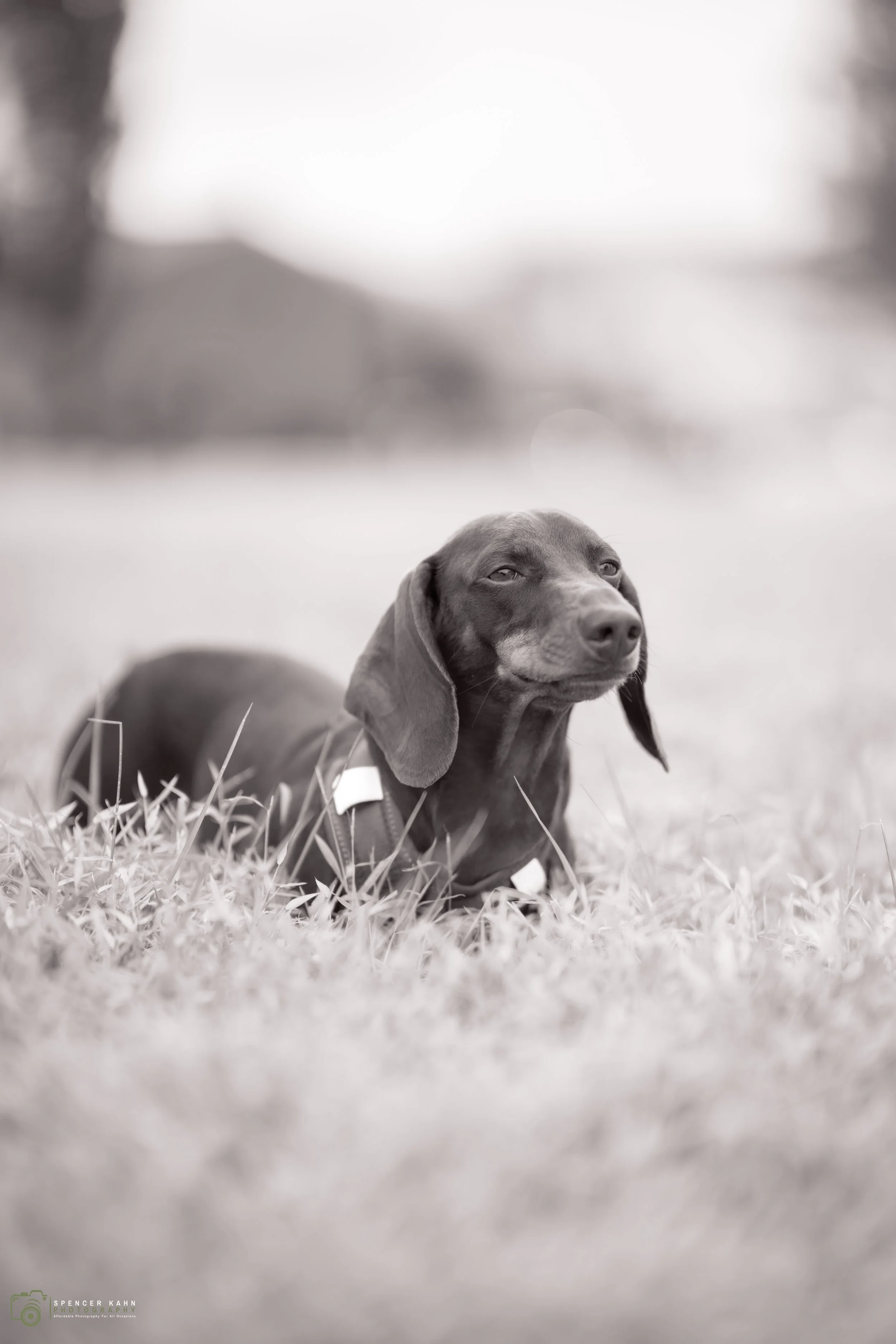 Tony-Carshow (25 of 25).jpg